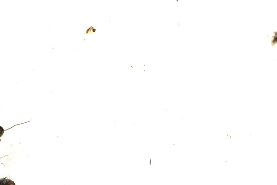 Image 64